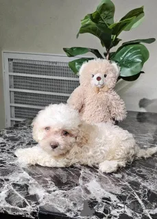 Фото №1. мальтипу - купить в Берлине за 83490₽. Объявление №149834