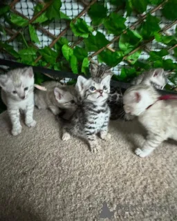 Фото №2 к объявлению №152705 о продаже бенгальская - купить в Швейцарии частное объявление