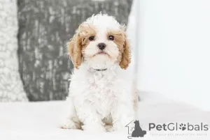 Фото №2 к объявлению №155603 о продаже лабрадудля - купить в Исландии частное объявление