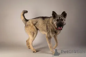 Фото №3. Ищет самую лучшую семью мальчик по кличке Атари.  Россия