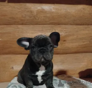 Фото №2 к объявлению №161446 о продаже французского бульдога - купить в Беларуси частное объявление