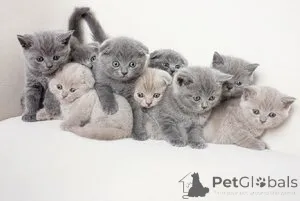 Фото №1. британская короткошёрстная - купить в Диета за 23192₽. Объявление №162423