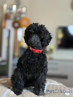 Дополнительные фото: Black Toy Poodle Girl Родилась 13 мая 2025 года.