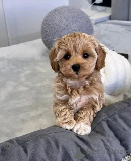 Фото №1. мальтипу - купить в Дуб-борг за договорная. Объявление №158348