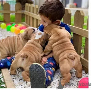 Фото №1. английский бульдог - купить в Нью-Йорке за 68996₽. Объявление №140127