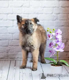 Фото №2 к объявлению №163157 о продаже беспородную - купить в России частное объявление