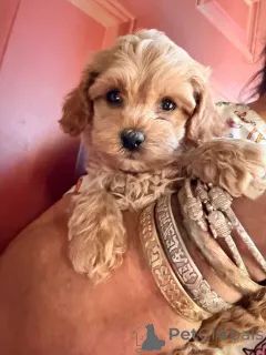 Фото №1. мальтипу - купить в Берлине за 83490₽. Объявление №149823