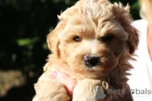 Фото №1. русская цветная болонка - купить в Daszewice за договорная. Объявление №146100