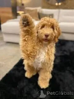 Фото №3. Лабрадудель-Welpen zu verkaufen.  Бельгия