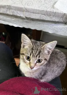 Фото №3. Это Салинка! Чудесная нежная девочка!. Россия