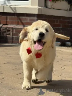 Дополнительные фото: Золотые ретриверы щенков