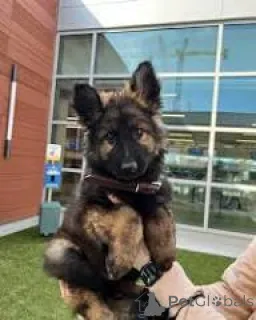 Фото №3. Те кооп для щенка Дуитсе Хердер.  Бельгия