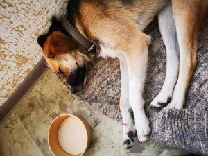 Дополнительные фото: Ультра - молодая, добрая, ласковая девочка, которая ищет свою любящую семью!