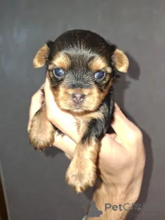 Дополнительные фото: Чистокровные щенки Йоркширского Терьера