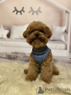 Фото №1. беспородная - купить в Берлине за 111320₽. Объявление №158841