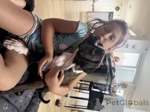 Фото №3. Боксерская женщина -щенка Омаэла Гармония, FCI зарегистрирован.  Словакия