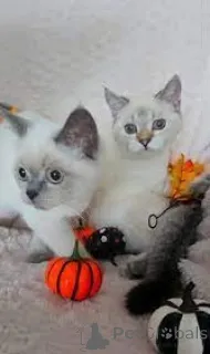 Фото №1. шотландская (скоттиш страйт) - купить в Хельсинки за 64937₽. Объявление №161075