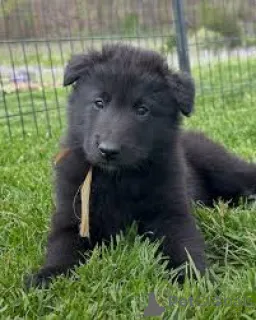 Фото №3. Продажа щенков грюнендаля.  Бельгия