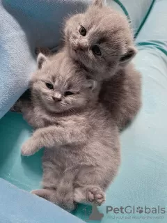 Дополнительные фото: Beautiful British Shorthair Blue Babies