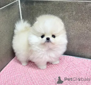 Дополнительные фото: Продаются белые щенки померанского шпица