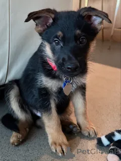 Фото №1. немецкая овчарка - купить в Базель за договорная. Объявление №163768