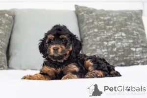 Фото №2 к объявлению №155592 о продаже лабрадудля - купить в Ирландии частное объявление