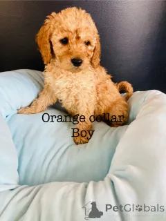 Фото №3. Потрясающие щенки какапу F1B.  Германия