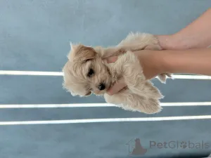 Дополнительные фото: Мальтипу мини