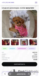 Дополнительные фото: Элитные мини микро мальтипу той пудель пушон