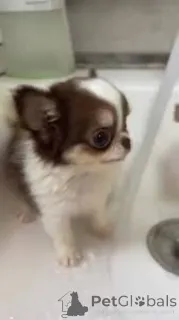 Фото №1. чихуахуа - купить в Хельсинки за 64937₽. Объявление №164694