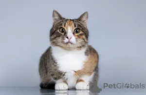 Фото №2 к объявлению №165120 о продаже  - купить в России частное объявление