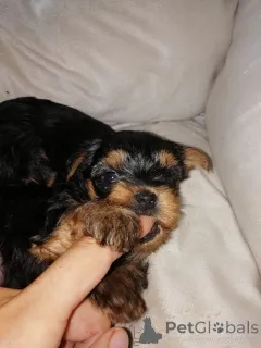 Дополнительные фото: Чистокровные щенки Йоркширского Терьера.