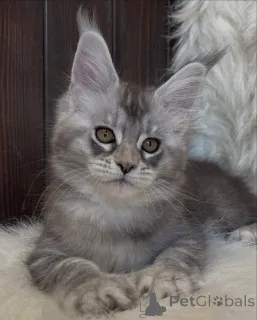 Фото №3. Большое сердце, большие лапы Атлас несет в себе любовь, как легенду.. Исландия