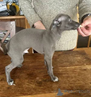 Фото №1. левретка - купить в Бад Вильдунгене за договорная. Объявление №162204