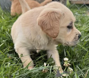 Фото №3. Щенок золотистого ретривера..  Ирландия