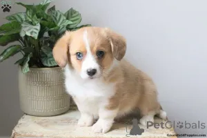 Фото №3. Потрясающий KC REG TRICOLOR WELSH PEMBROKE CORGI Мужчина.  Швеция