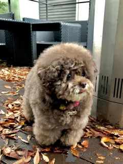 Фото №2 к объявлению №160247 о продаже пуделя (той) - купить в Финляндии частное объявление