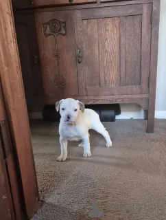 Фото №2 к объявлению №144559 о продаже американского бульдога - купить в Германии заводчик