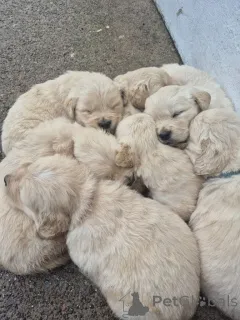 Фото №1. золотистый ретривер - купить в Невада за 44934₽. Объявление №161384