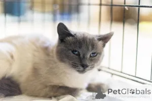 Фото №3. Невероятная красавица Агата в добрые руки.. Россия