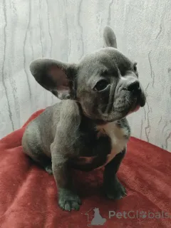 Дополнительные фото: Французский бульдог девочка голубого окраса