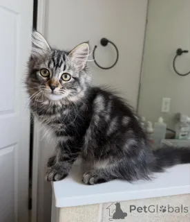 Фото №2 к объявлению №170632 о продаже сибирская - купить в Нидерландах заводчик