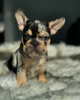 Фото №2 к объявлению №150631 о продаже французского бульдога - купить в Германии из приюта, заводчик