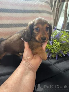 Дополнительные фото: Urocze szczenięta jamnika do adopcji