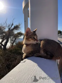 Дополнительные фото: Чаузи кот и кошка