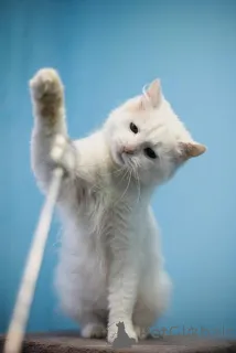 Дополнительные фото: Милая и ласковая Бэлла ищет дом