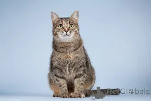 Фото №1.  - купить в Химках за Бесплатно. Объявление №151250