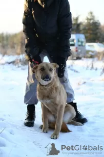 Фото №4. Продажа беспородную в Краснокамск из приюта - цена Бесплатно