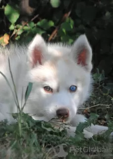 Дополнительные фото: husky puppies 2 months old