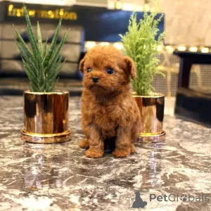 Фото №3. Продаются милые очаровательные щенки пуделя, обращайтесь в WhatsApp Business.  Германия